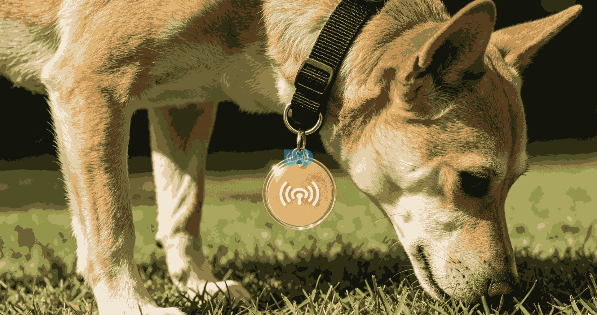 Smart NFC Pet ID Tags Epoxy Custom Dog Tags for Lost Pet Recovery